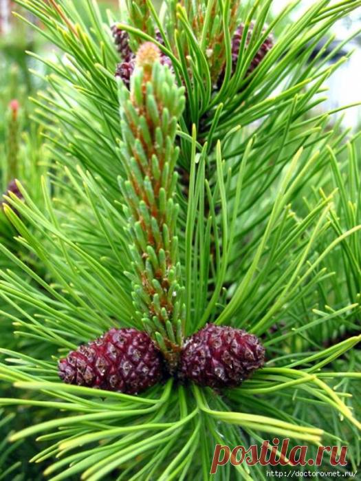 ЗОЛОТОЙ РЕЦЕПТ ПРОФЕССОРА ЕФИМОВА | Советы Народной Мудрости