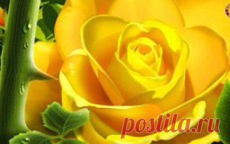 Цветы - обои на рабочий стол.