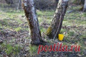 Как собирать березовый сок и чем он полезен - "Будьте здоровы!" - berezhkova50@mail.ru - Почта Mail.Ru