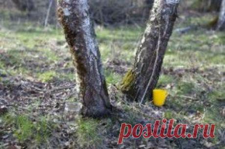 Как собирать березовый сок и чем он полезен - "Будьте здоровы!" - berezhkova50@mail.ru - Почта Mail.Ru