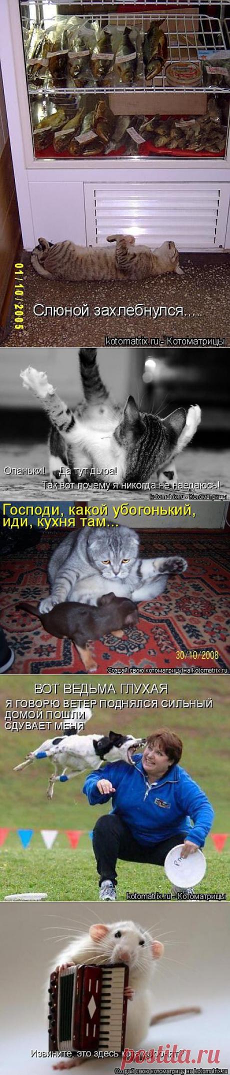 (+1) тема - Котоматрица очередная))) | ОБОРЖАКА ;)