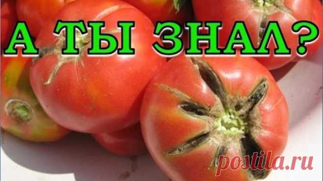 Трещины на помидорах: причины