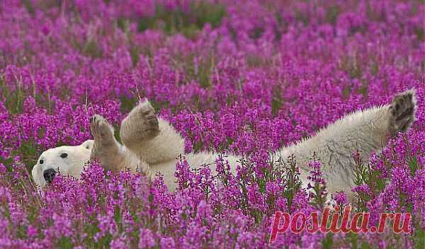 ЗАГОВОРЫ НАРОДНЫЕ ПРИМЕТЫ: ЛЕЧЕБНЫЕ ЗАГОВОРЫ