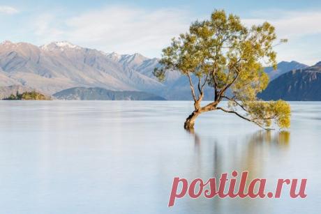 Одинокое дерево среди водной глади… Озеро Уанака от разных фотографов — Фотоискусство