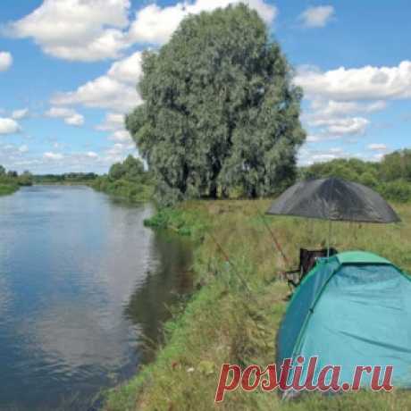 Правило пяти поклевок, или О метафизике в фидере - МирТесен