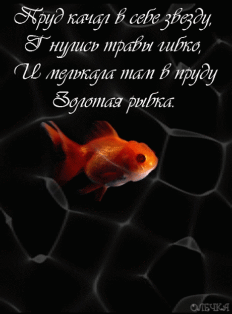 Живые фотографии – Живые картинки – Сообщество – Google+