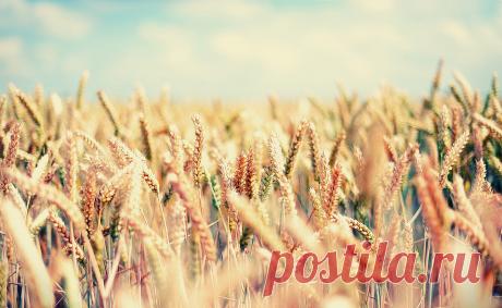 Поле, пшеница, злаки, gaia, лето, небо, ясно обои, фото, картинки