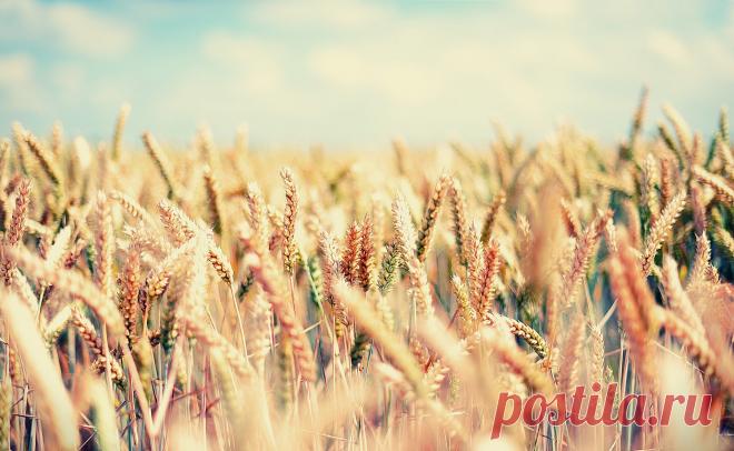 Поле, пшеница, злаки, gaia, лето, небо, ясно обои, фото, картинки