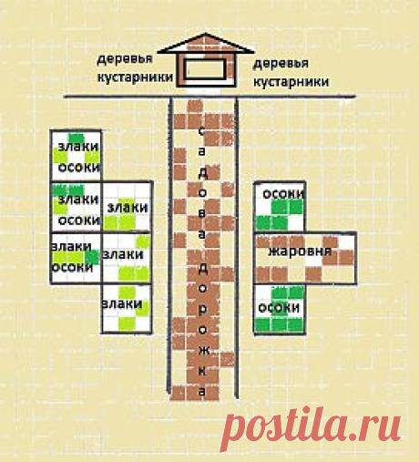 Декоративные злаковые для сада | Любимый сад