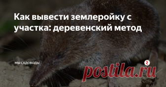 Как вывести землеройку с участка: деревенский метод Несмотря на то, что землеройка уничтожает огромное количество вредных гусениц, слизней и насекомых, она сильно вредит участку своими подземными ходами. Для небольших растений этот зверек представляет настоящую опасность. В процессе рытья он повреждает значительную часть корневой системы, что может привести к гибели культуры. Корнеплоды, которые встречаются на пути, тоже не останутся целыми.
Провор