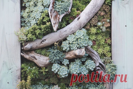 Succulent Cafe Oceanside: A Living Masterpiece — Needles + Leaves