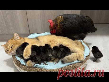 The hen was surprised!Kittens know how to take care of chicks better than hens.Cute andinteresting😊