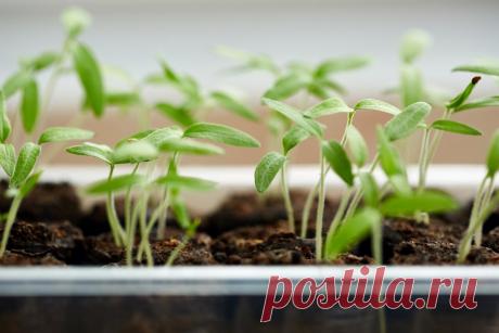 6 основных ошибок при выращивании рассады