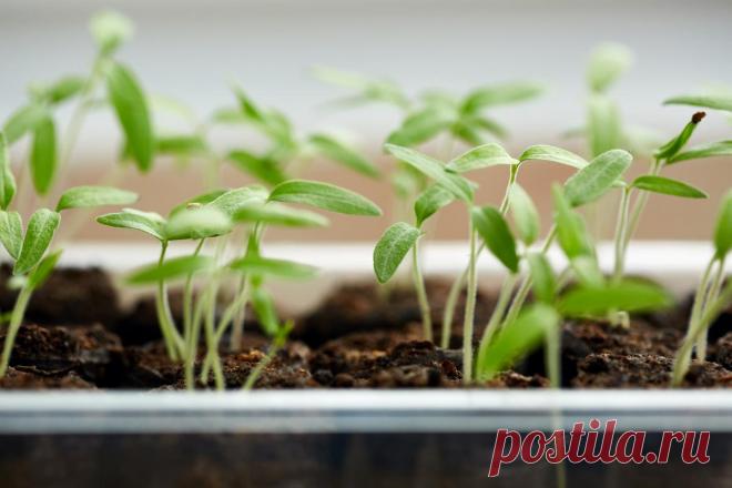 6 основных ошибок при выращивании рассады
