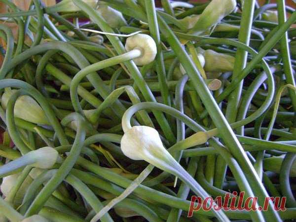 Зола для ухода за чесноком в июне - супер-средство для обильного урожая | Олин Огород | Яндекс Дзен