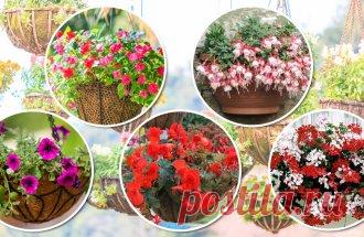 8 красивых ампельных растений для сада | В цветнике (Огород.ru)