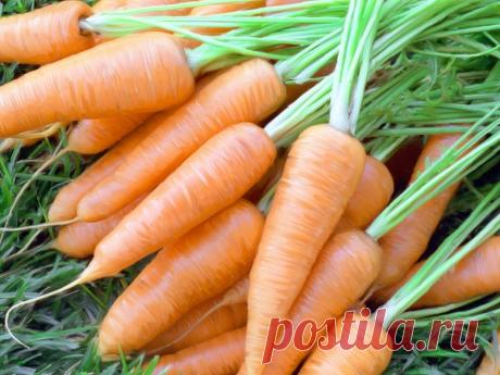 Лучшие сорта моркови для открытого грунта