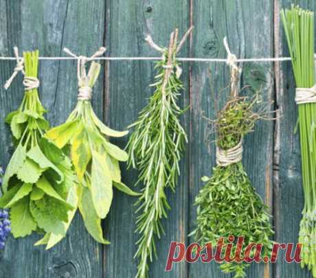 10 рецептов от Ванги для исцеления организма