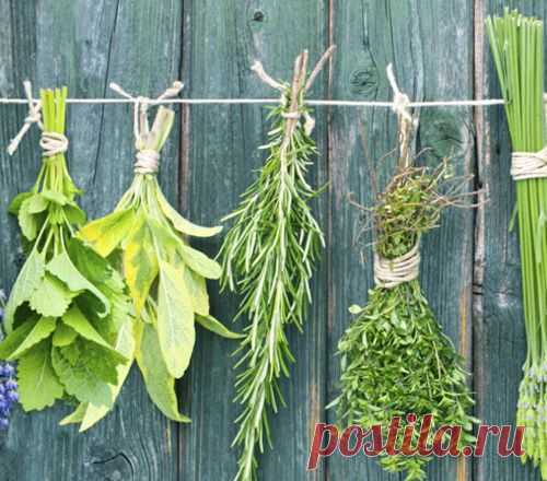 10 рецептов от Ванги для исцеления организма