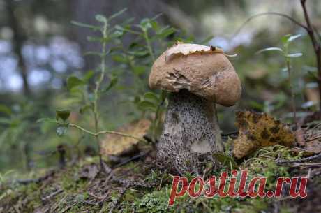 флора и фауна россии – Google Поиск