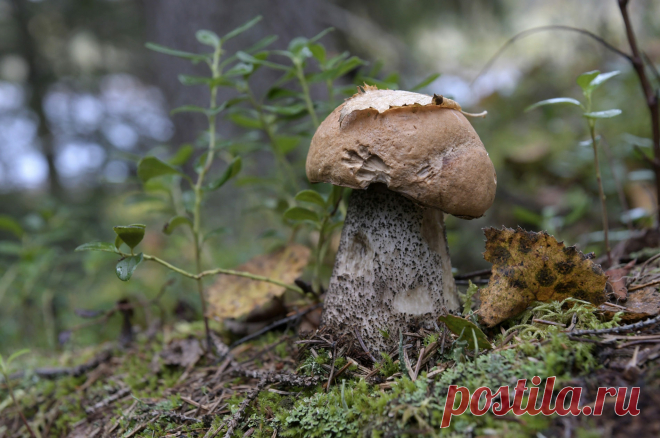 флора и фауна россии – Google Поиск