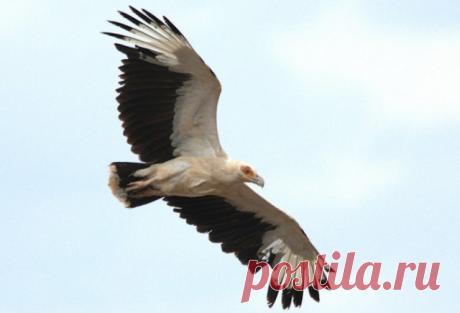 Занимательные факты о стервятниках — Наука и жизнь