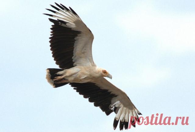 Занимательные факты о стервятниках — Наука и жизнь