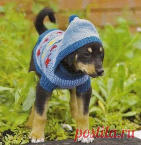 ​Свитер с капюшоном для собаки