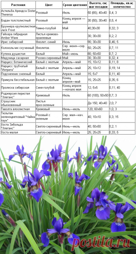 Какие цветы посадить в тени