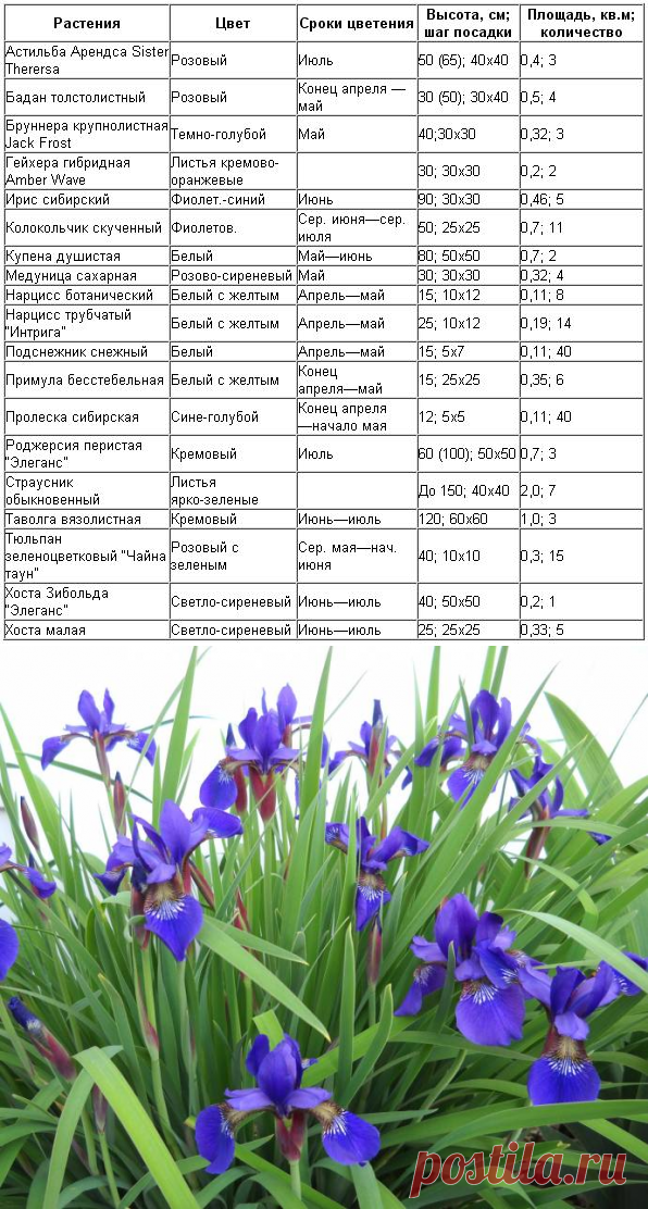 Какие цветы посадить в тени
