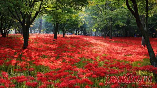 Flowery hill, автор — Tiger Seo.Фото 126791741 - 500px