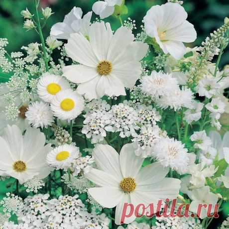 White Cosmos | GDN ~ Annuals