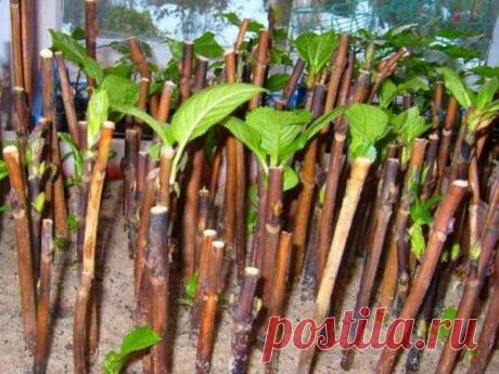 Черенкование гортензии весной | Цветы в квартире и на даче – от Радзевской Виктории | Яндекс Дзен