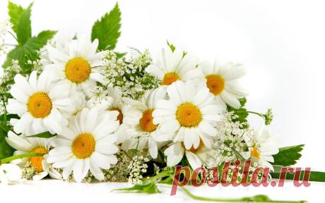 Букет ромашек скачать фото обои для рабочего стола