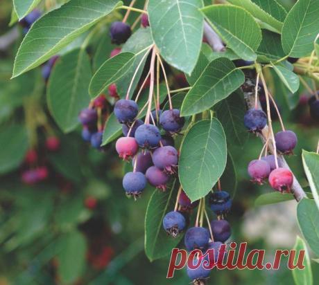 Ягода ирга: фото дерева, описание, виды, правила посадки и ухода