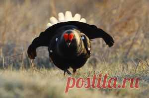 Осенняя охота на тетерева