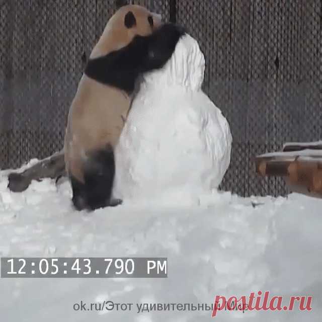ПАНДА ИГРАЕТ СО СНЕГОВИКОМ. Одноклассники