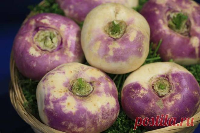 БРЮКВА В НАРОДНОЙ МЕДИЦИНЕ.