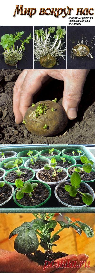 Клубень клубню рознь или как развести новый сорт картофеля |