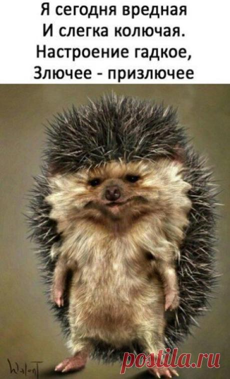 Я - модератор