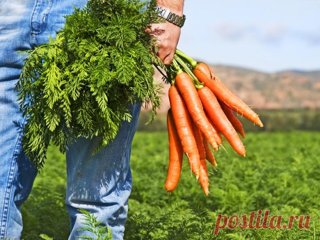 Секретный метод выращивания моркови: урожай гарантирован - Образованная Сова
