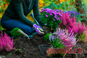 Тест «Знаете ли вы, как обустроить цветник осенью?» — Ботаничка