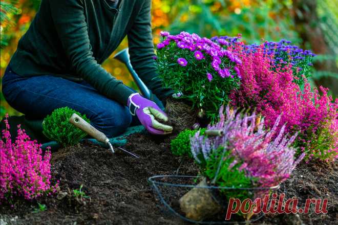 Тест «Знаете ли вы, как обустроить цветник осенью?» — Ботаничка