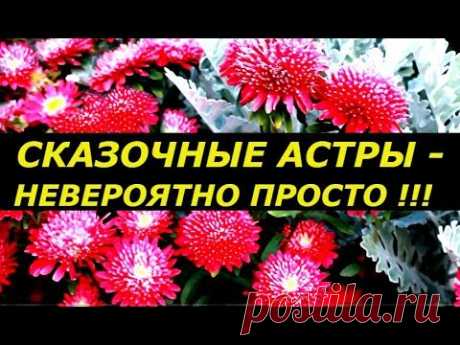 СКАЗОЧНЫЕ АСТРЫ   НЕВЕРОЯТНО ПРОСТЫМ СПОСОБОМ ПОСАДКИ ! СУПЕР СПОСОБ !