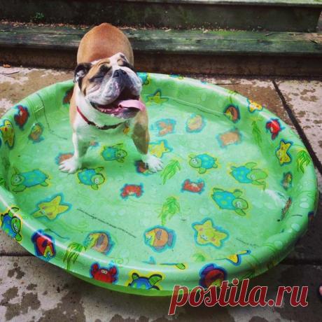 20 животных, которые знают толк в отдыхе у бассейна / Питомцы