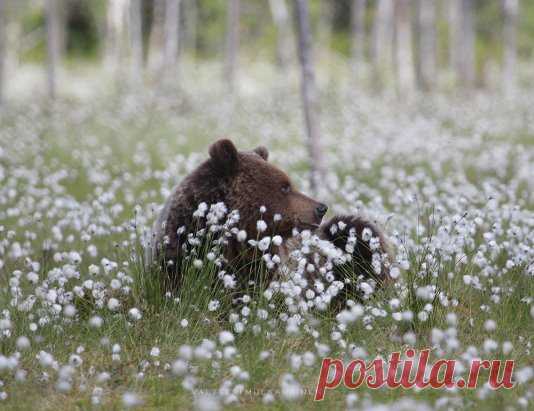 (36) Одноклассники