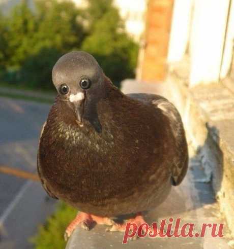 ЕСЛИ БЫ ГЛАЗА БЫЛИ СПЕРЕДИ