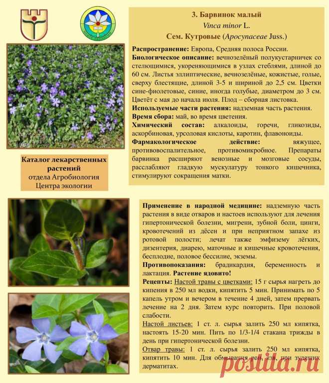 Барвинок  малый