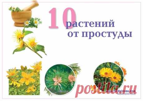 10 главных растений от ПРОСТУДЫ | Сайт о саде, даче и комнатных растениях.
