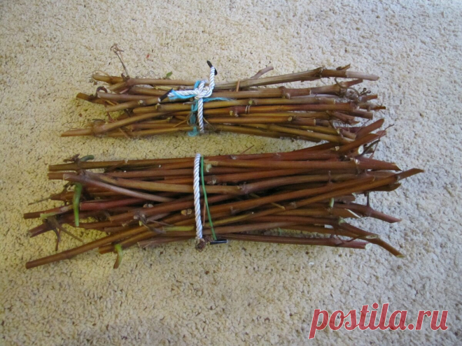 Выращивание винограда из чубуков в домашних условиях без лишних премудростей. | Соседи по даче | Дзен